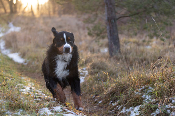 森の中をカメラに向かって走るゼネフンフンドの犬 - dog snow bernese mountain dog paw ストックフォトと画像