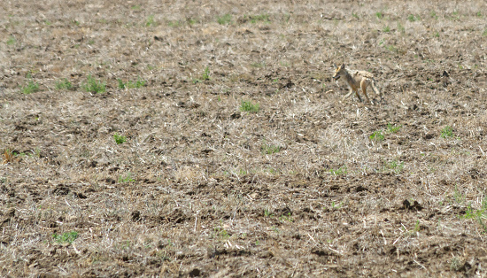 A coyote in poor condition , shedding with mange runs cautiously away in a summer fallow field providing excellent camouflage.
