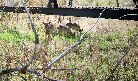 Three deer are seen, two have their heads down eating grass.  A young buck with antler buds is looking at the camera.  A large metal beam from a bridge is above them, and brush and deadfall from trees is in the area. Unique view with deer pictured in the v of a dead tree.  Located in Southern Alberta coulee.