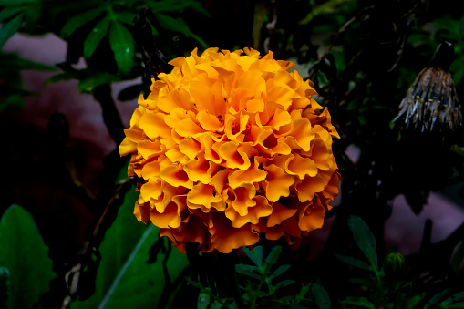 An orange Marigold in bloom