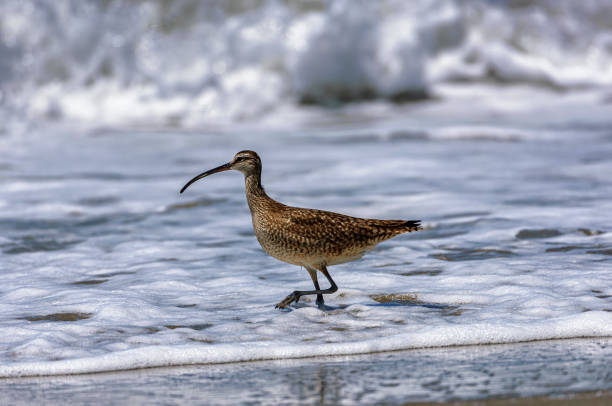 istock Long-billed Curlew Forging in a Saltwater Marsh 1413503690