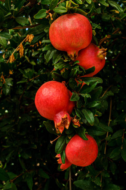close-up of pomegranates 숙화 on 트리 - pomegranate pomegranite tree tree leaf 뉴스 사진 이미지