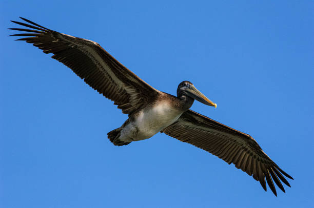 istock Brown Pelican Flying Over Pacific Coast 1413503772