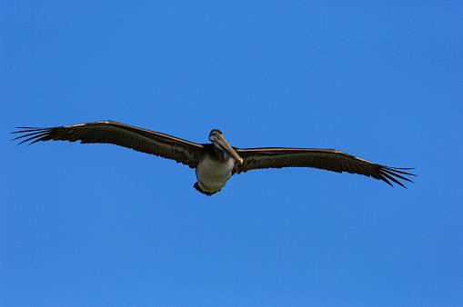 Brown pelican (Pelecanus occidentalis) in flight over the Pacific Ocean coastline.\n\nTaken in Santa Cruz, California, USA.