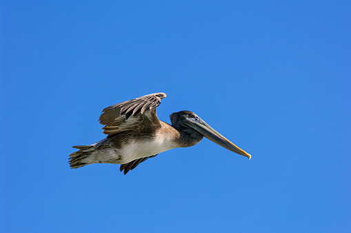 Brown pelican (Pelecanus occidentalis) in flight over the Pacific Ocean coastline.\n\nTaken in Santa Cruz, California, USA.
