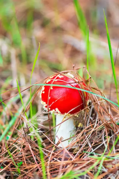 Fly agaric, amanita, toadstool red poisoned mushroom. Natural background. Copy space.