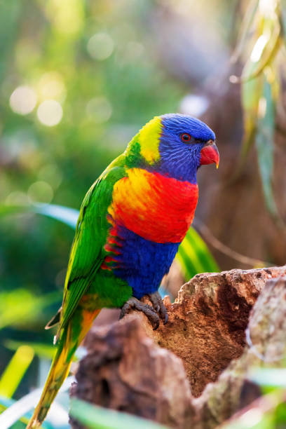 istock Rainbow lorikeet portrait closeup. 1413507028