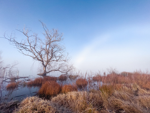 Horizontal landscape photo of a misty white fog bow arching down from a clear blue sky, near the bare branches of a Willow tree and dry brown grasses growing at the water’s edge of the upland wetland, Dangar’s Lagoon, on a foggy Winter morning. New England high country, NSW.
