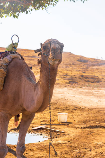 istock Close up camel in the desert 1413509631
