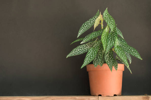 istock Polka Dot Begonia (Begonia Maculata) Plant 1413509644