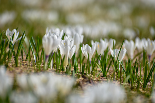 beautiful spring crocus, or giant crocus (crocus vernus) in springtime in the alps