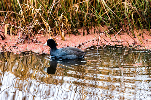 American Coot swimming in water