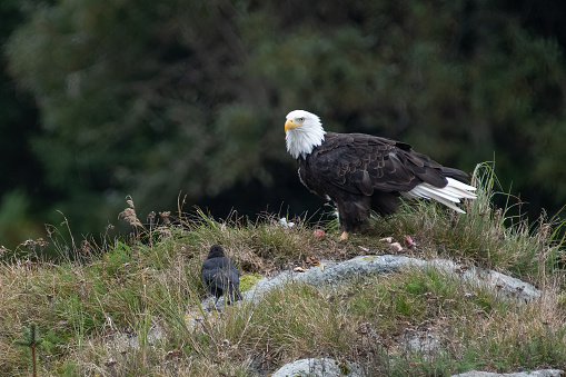 Bald Eagle perched on a rock in Chilkoot river at Haines, Alaska USA looking for salmon fish meal.