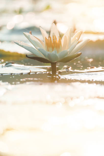 istock lotus flower in sunrise 1413516808