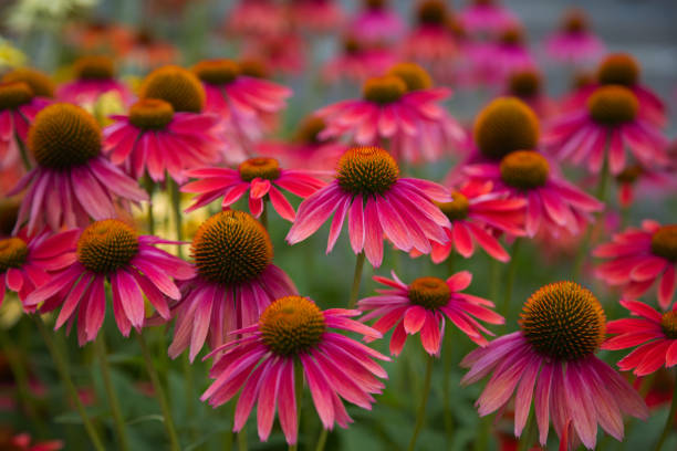istock pink echinacea coneflower flower blooming garden red botany 1413517529