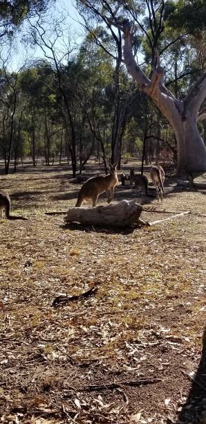 kangaroos - aborigine grass family australia indigenous culture стоковые фото и изображения