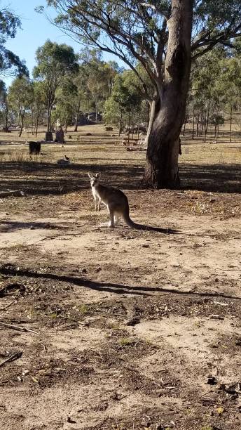 kangaroos - aborigine grass family australia indigenous culture стоковые фото и изображения