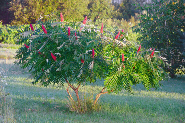 Staghorn sumac or velvet sumac (Rhus typhina) Staghorn sumac or velvet sumac (Rhus typhina). Close view. sumac stock pictures, royalty-free photos & images