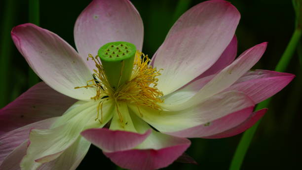 istock Lotus Blossom 05 1413519365