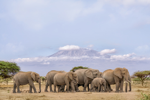 herd of African elephants walking together with background of Kilimanjaro mountain at Amboseli national park Kenya.
