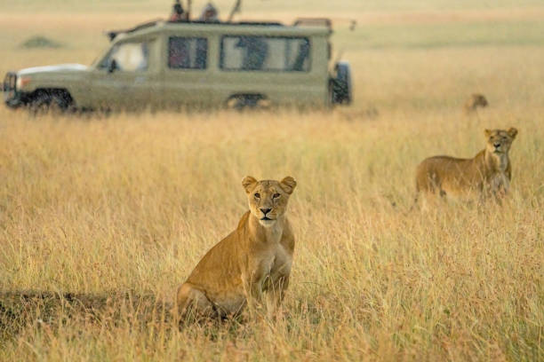 istock lions in savanna grassland haunting together 1413520331