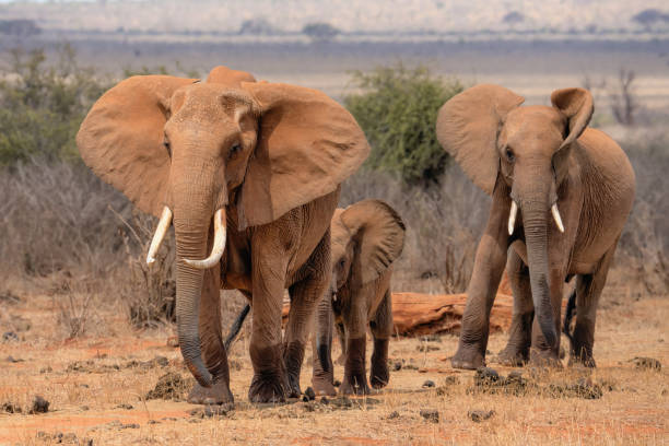 istock red african elephant at Tsavo National park Kenya 1413520342