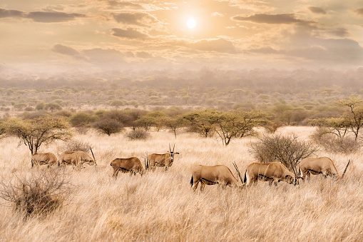 manada de oryx comiendo hierba en pastizales de sabana en la reserva nacional de Masai mara Kenia photo
