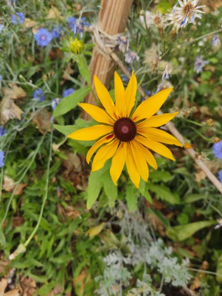 istock Yellow and red flower in bloom 1413520735