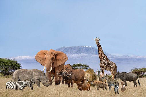 Group of African animals elephants, rhino, buffalo, giraffe, lion, elephant, leopard, hyena, zebra, wildebeest and others stand together in savanna grassland with background of Kilimanjaro mountain