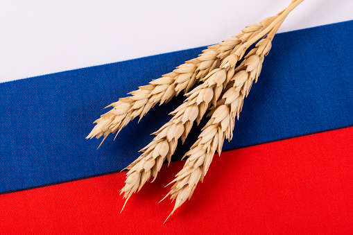 Three ripe ears of wheat against the background of a fragment of the flag of Russia