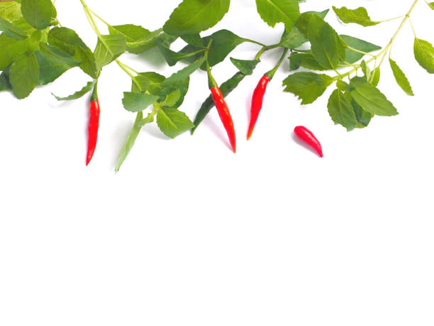 Close up red chilli and green basil leaves on white background.