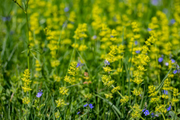 istock Cruciata laevipes flower in meadow 1413532496
