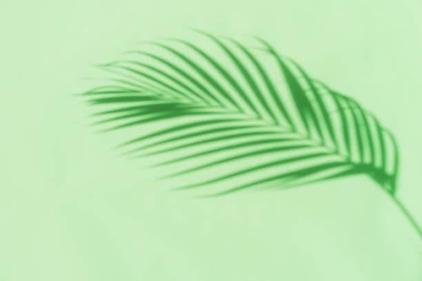 istock Tropical palm leaves shadow on green color background with copy space 1413534962