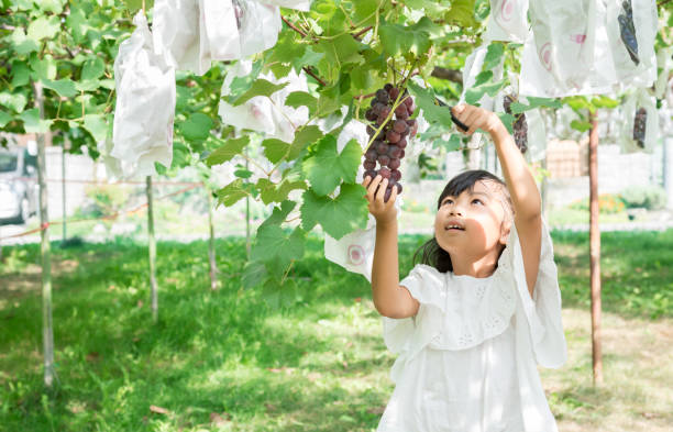 Asian schoolchildren picking grapes