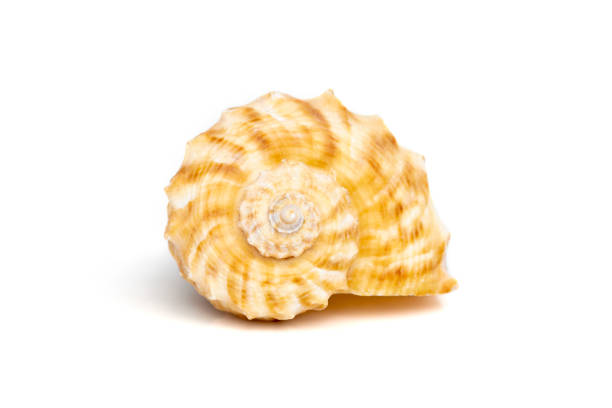 istock Image of seashell rapana rapiformis on a white background. Undersea Animals. Sea shells. 1413536151