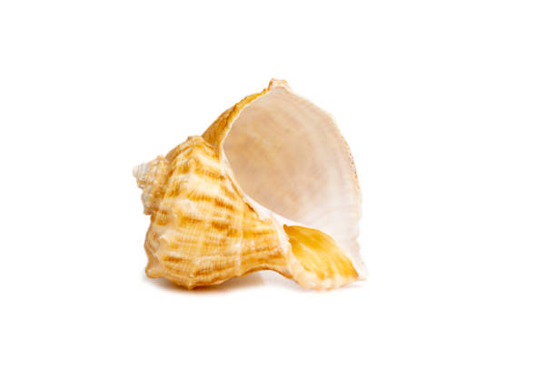 istock Image of seashell rapana rapiformis on a white background. Undersea Animals. Sea shells. 1413536156