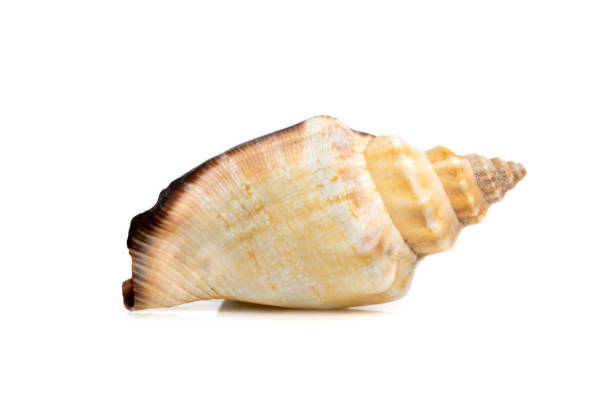 istock Image of sea shell strombus urceus, canarium urceus on a white background. Sea shells. Undersea Animals. 1413536171