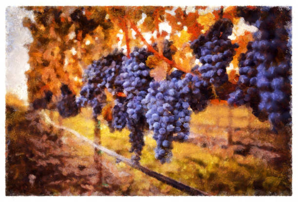 dojrzałe winogrona w napa - cyfrowa manipulacja zdjęciami - napa grape vineyard vine stock illustrations