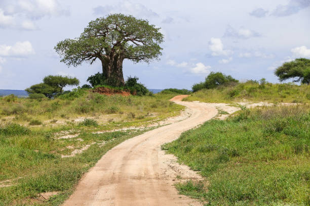 camino curvilíneo cerca del árbol baobab - single lane road road sky dirt road fotografías e imágenes de stock