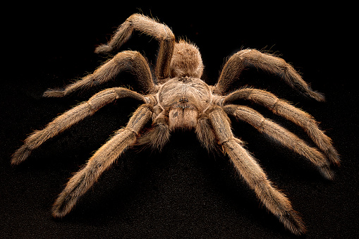 Grammostola pulchra is native to Brazil and is common in the pet trade because it is large but docile. This is a female.