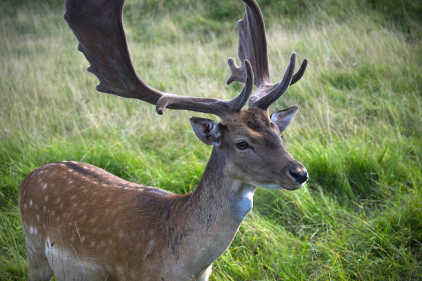 istock Buck of fallow deer with palmate antlers 1413538101