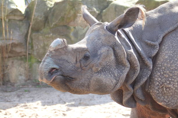 istock Indian rhinoceros (Rhinoceros unicornis) 1413538179