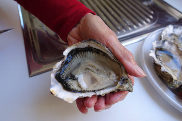 istock Open cupped oyster in kitchen  Cook showing open oyster 1413539158