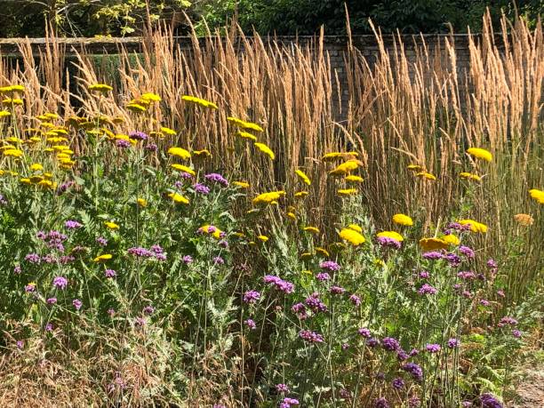 istock Achillea and verbena 1413543069