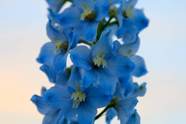 istock Blue Delphinium flowers 1413543978