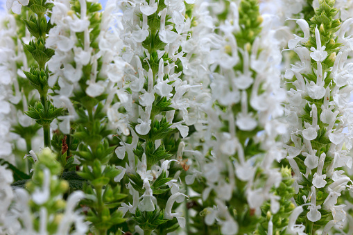 Sage flowers. Nature Backgrounds