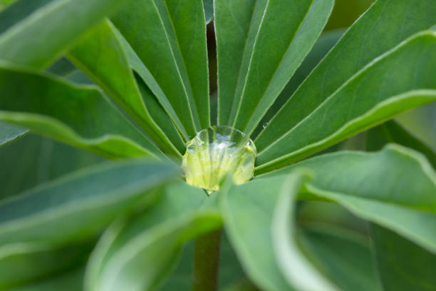 A drop of water on a lupin leaf