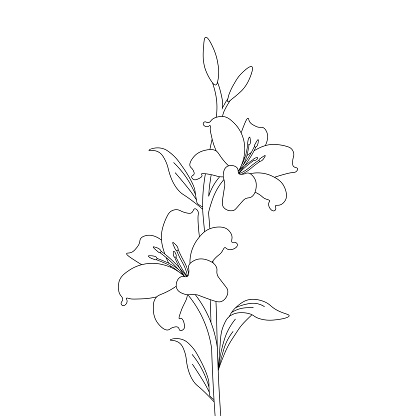 lily flower coloring page drawing for kids activies art with line drawing illustration