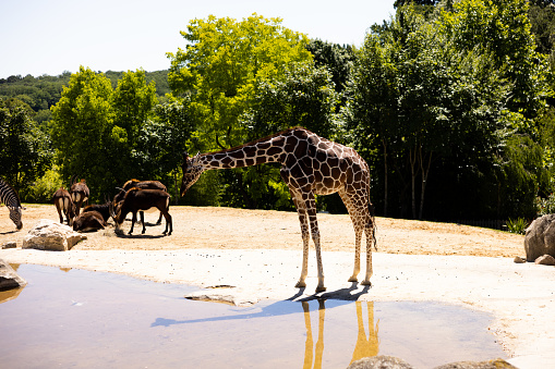 Giraffe eating in a zoo and a calf