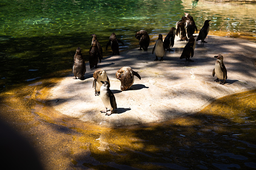 Penguins in group in a zoo observed by silhouette tourist
